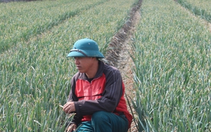 Trồng loại tỏi thơm, nông dân một xã của tỉnh Thái Bình bắt tay với doanh nghiệp bán sang tận Mỹ