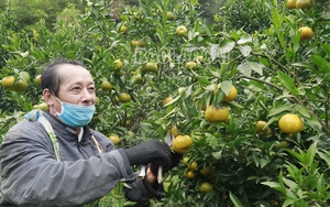Loại quả ngon, mọng nước, giàu vitamin C này giúp nông dân Lào Cai thu về 100 tỷ đồng