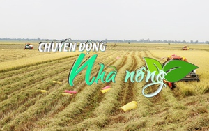 Chuyển động Nhà nông 14/1: Lúa Đông Xuân sớm tại Đồng Tháp được giá cao