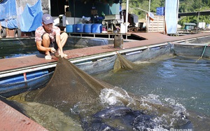 Trên một hồ nước ngọt nhân tạo lớn ở Tuyên Quang, dân đánh bắt được 2.000 tấn cá ngon năm 2023