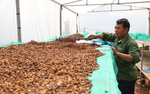 Cũng là cà phê, nhưng cà phê của những nông dân này ở Gia Lai chế biến lạ lắm, giá bán cao vẫn hút hàng
