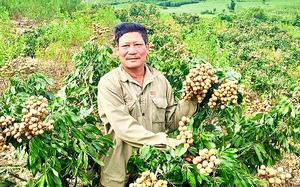 Một khu vườn trồng nhãn đẹp như phim ở Phú Yên, cây thấp thôi đã ra nhiều trái, ai xem cũng mê