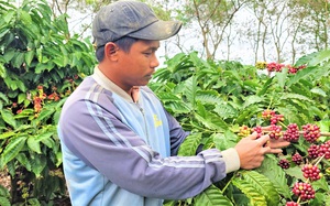 Giá cà phê lập đỉnh, nông dân Đắk Lắk có cái Tết ấm