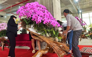 Lan hồ điệp Đà Lạt kết gỗ lũa bán ở Nghệ An, giá ngàn đô vẫn hút khách mua về chơi