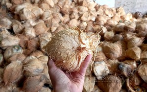Sức hút của thị trường thế giới với loại trái cây này khiến doanh nghiệp Việt Nam lo điều gì?