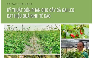 SỔ TAY NHÀ NÔNG: Kỹ thuật bón phân cho cây cà gai leo đạt hiệu quả kinh tế cao