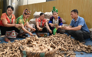 Nhiều nước Tây và Trung Á thích củ gừng, nghệ của Việt Nam, xuất khẩu năm 2023 thu về hơn 1.200 tỷ đồng