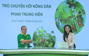 GÓC CHUYÊN GIA: Kinh nghiệm xử lý rệp trên cây cà gai leo của nhà nông 