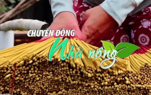 Chuyển động Nhà nông 17/1: Làng nhang gần 100 tuổi đìu hiu, mong ngóng từng đơn hàng Tết