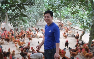 Đang làm cơ khí chuyển sang nuôi gà Ta Lò, một nông dân Thái Nguyên thu nhập tốt hẳn lên