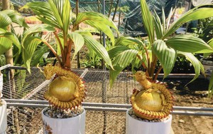 Độc, lạ loạt rồng vàng ôm dừa bonsai “ngóng” khách rước về chơi Tết Giáp Thìn 2024