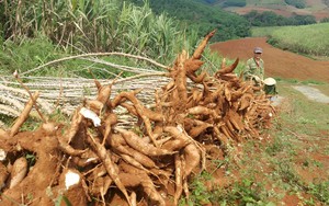 Trung Quốc thu gom trên 90% một loại nông sản của Việt Nam, giá tăng cao nhất trong 5 năm 