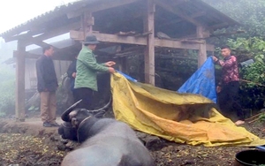Đây là cách tránh rét cho trâu, bò của nông dân Sìn Hồ ở Lai Châu