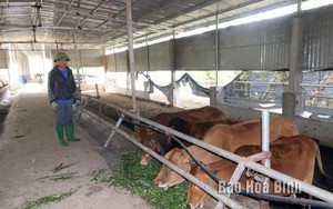 Một nông dân Hòa Bình nuôi bò nhiều nhất huyện Đà Bắc, đàn bò lên tới 100 con