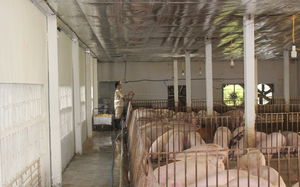Ước tính mỗi đêm có khoảng 6.000-7.000 con lợn từ Campuchia nhập lậu vào Việt Nam, người chăn nuôi Đồng Nai 