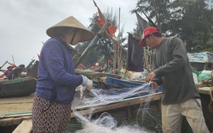 Loài cá biển ngon ở Thanh Hóa, giá bán gần 500.000 đồng/kg, ấy nhưng nhiều khi 
