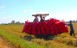 Thủ tướng Chính phủ phê duyệt Chiến lược phát triển trồng trọt, yêu cầu phải giữ ổn định 3,5 triệu ha đất lúa