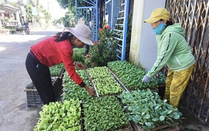 Đây là nghề tay trái chỉ làm 3 tháng mà giúp nông dân Quảng Nam có thu nhập tốt