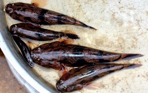 Kể chuyện làng: Mùa xuân lên sông Pơ Kơ ăn cá bống