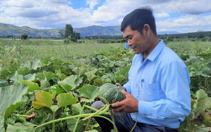Ở Kon Tum, nông dân trồng bí đỏ Nhật để xuất khẩu lãi ròng 80 triệu/vụ