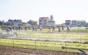 Quảng Nam: Làng rau sạch nổi tiếng nhất miền Trung hối hả vào vụ Tết