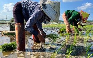 Dân nơi này ở Nghệ An thuê thêm nhân công, làm điều lạ trên cánh đồng để bảo vệ lúa Xuân