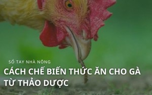 SỔ TAY NHÀ NÔNG: Cách chế biến thức ăn cho gà từ thảo dược