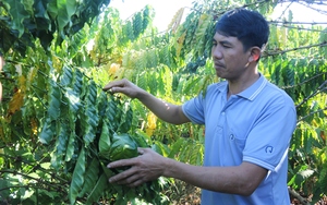 Một nơi ở Gia Lai, nông dân rủ nhau trồng cà phê kiểu gì mà sản lượng tăng, giá bán lại cao?