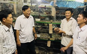 Nuôi thứ chim đẻ sòn sòn, một nông dân Bình Định tự trả lương 20 triệu/tháng cho chính mình