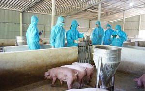 Quảng Trị hết bệnh dịch tả lợn Châu Phi