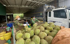 Trung Quốc sắp mở cửa cho loại trái cây 'vua' của một nước Đông Nam Á, Việt Nam cần chú ý điều gì?