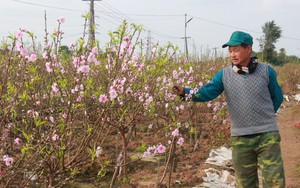 Hoa đào nở sớm, người trồng đào ở Nam Định mặt buồn rười rượi
