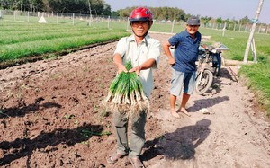 Vùng đất trồng kiệu này ở Tây Ninh sao giá củ kiệu vụ Tết đang lao dốc, nông dân vẫn tin có lời?