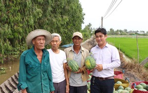 Trồng dưa hấu hữu cơ bán dịp Tết, trái nào cũng ngọt, nông dân Sóc Trăng thu nhập tốt