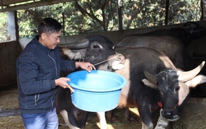 Vùng cao Sơn La chủ động phòng, chống đói, rét cho đàn vật nuôi
