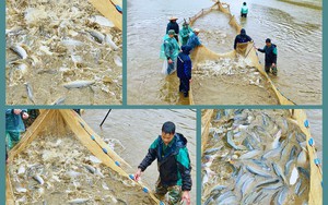 Cận cảnh những mẻ lưới đầy cá to bự dày đặc tại một ao nuôi ở Lào Cai, nhiều nhà thu tiền tỷ