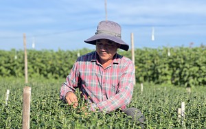 Ngắt nụ, lặt lá, lao động tự do ở các làng trồng hoa tết Kon Tum được trả công bao nhiêu tiền một ngày?