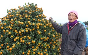 Quất tết toàn cây tăng giá, khách vẫn nườm nượp chở, cả làng trồng quất cảnh ở Nam Định vui