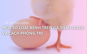 Mục sở thị mô hình nuôi gà đẻ "trứng vàng" của anh kỹ sư nông nghiệp: Gà được nghe nhạc, ăn thảo dược- Ảnh 2.