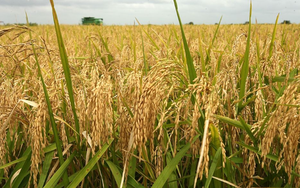 Giá lúa gạo hôm nay 24/1: Thị trường giao dịch chậm, sức mua yếu