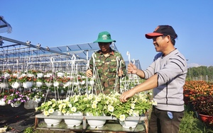 Hoa bình dân đắt hàng, nhà vườn Đà Nẵng phấn khởi đón Tết