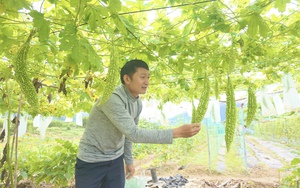 Cận Tết rau màu mất mùa, rớt nửa giá, nông dân Đà Nẵng gặp nhiều khó khăn