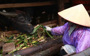 Rét đậm rét hại bao trùm, nông dân Quảng Ninh nghĩ cách bảo vệ 