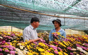 Trồng hoa Tết, chưa tới ngày 30, sao nông dân Đà Lạt ở Lâm Đồng đã buồn lo?