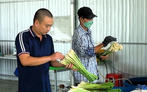 Một nông dân Vĩnh Long trồng cây gia vị thân gọi là củ, bán thành công ra chợ thế giới