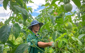 Hai loại trái cây bổ dưỡng của Việt Nam sắp chính thức được xuất khẩu chính ngạch sang Trung Quốc