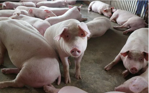 Giá lợn hơi sắp chạm mốc 60.000 đồng/kg, thị trường đang trên đà phục hồi nhanh dịp cận Tết