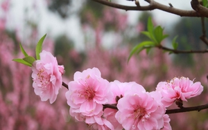Kể chuyện làng: Hoa đào phai, nỗi hoài niệm về mùa xuân quê hương