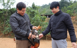 Ông nông dân ở Hà Giang nuôi loại gà đặc sản chưa đến Tết đã bán hết gà