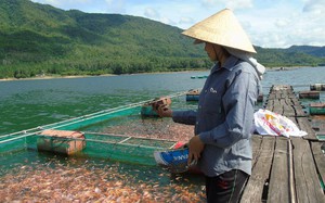 Một hồ nước đẹp ở Bình Định, dân nuôi hơn 700 tấn cá ngon